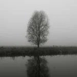 Ein einzelner Baum im Nebel, der sich im Wasser spiegelt - Symbol für kollektive Trauma-Dynamiken, Isolation und psychologische Muster