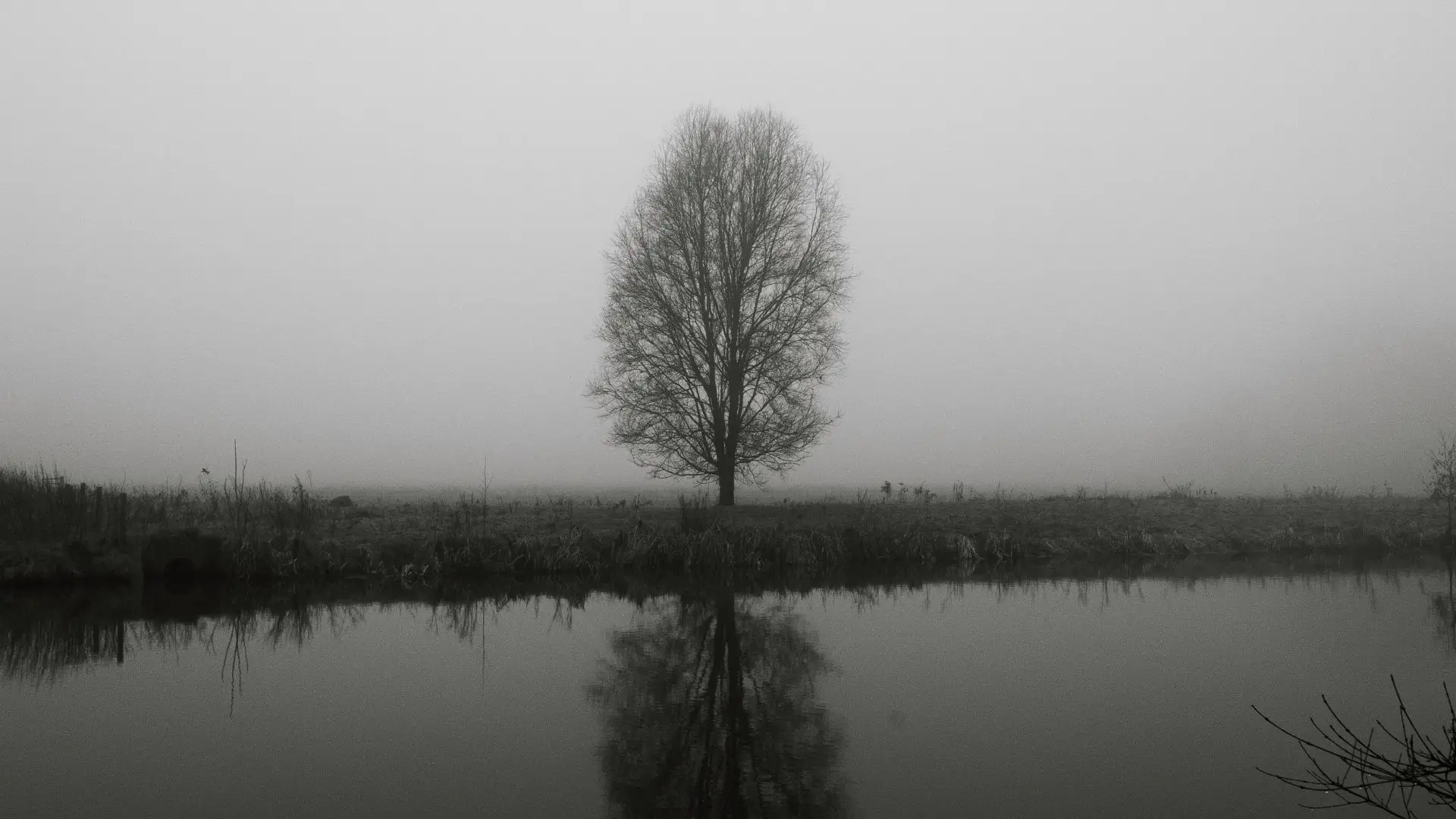 Ein einzelner Baum im Nebel, der sich im Wasser spiegelt - Symbol für kollektive Trauma-Dynamiken, Isolation und psychologische Muster